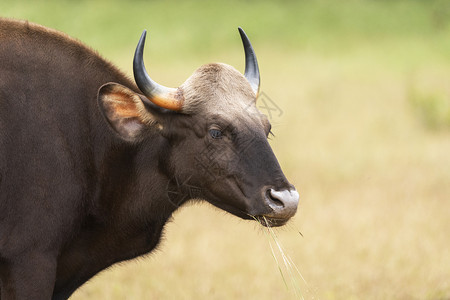 印度野牛bos公司野生的高清图片