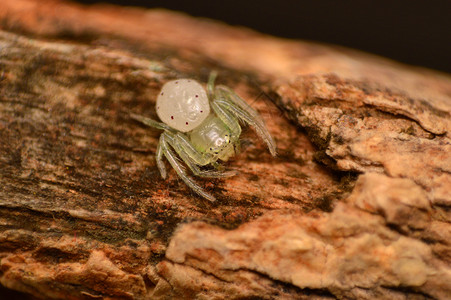 螃蟹蜘蛛针刺萨塔拉区玛哈施特印地亚图片