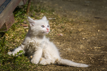 五阿哥可爱的白色小猫咪蓝眼睛户外土耳其的阿哥拉背景