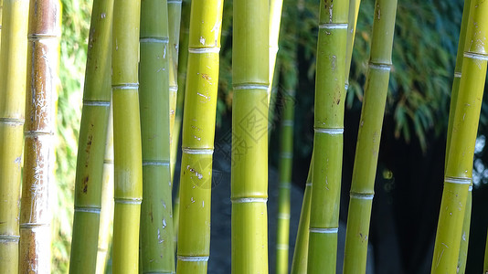 竹林天然绿色背景图片