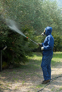 工人喷洒橄榄树上的消毒剂图片