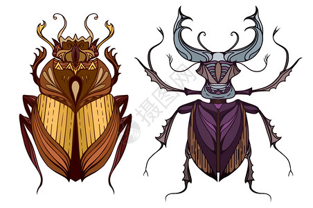 巨大的甲虫卡通昆虫插画