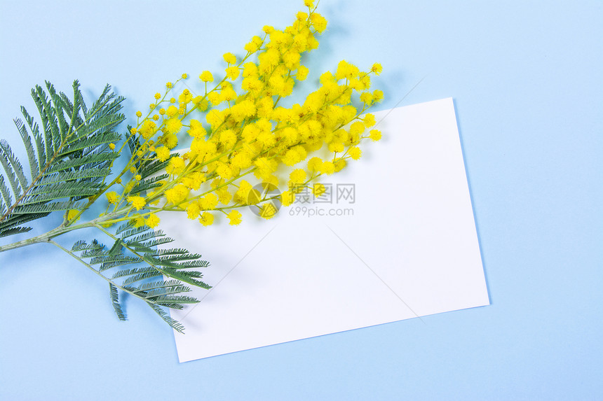 蓝色背景的miosa花朵和纸页供您留言或文字使用3月8日妇女节符号和春天图片