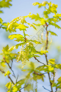 美丽的自然背景橡树枝叶青绿和雄花在明亮的春天图片