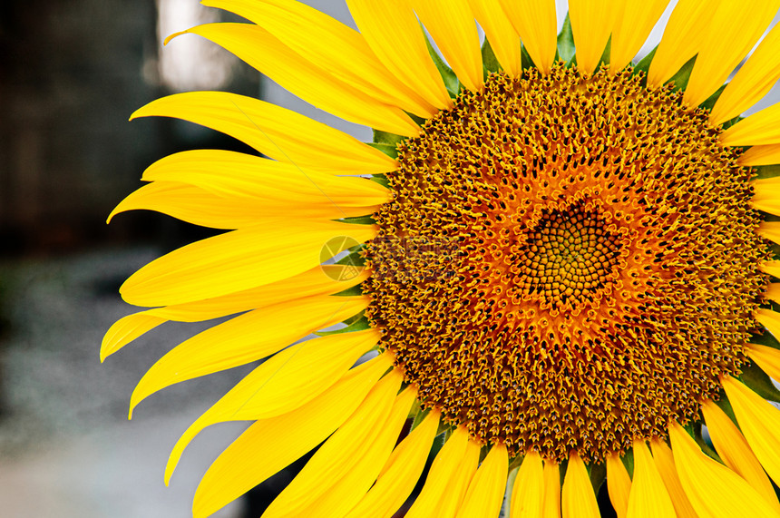 大型关闭金黄色向日葵磁盘软和射线花瓣的细节自然植物背景其文字空间在一边图片