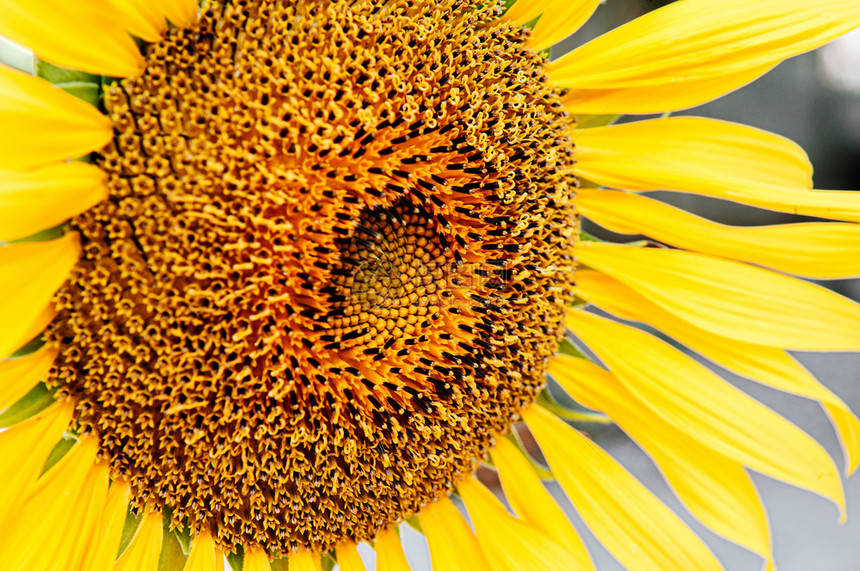 关闭金黄色向日葵磁盘花朵和射线瓣的宏细节自然植物背景图片