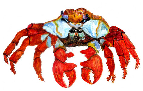 手画卡通螃蟹水彩动物设计图片