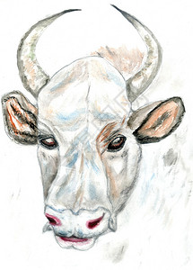 白公牛手绘画设计水彩图图片