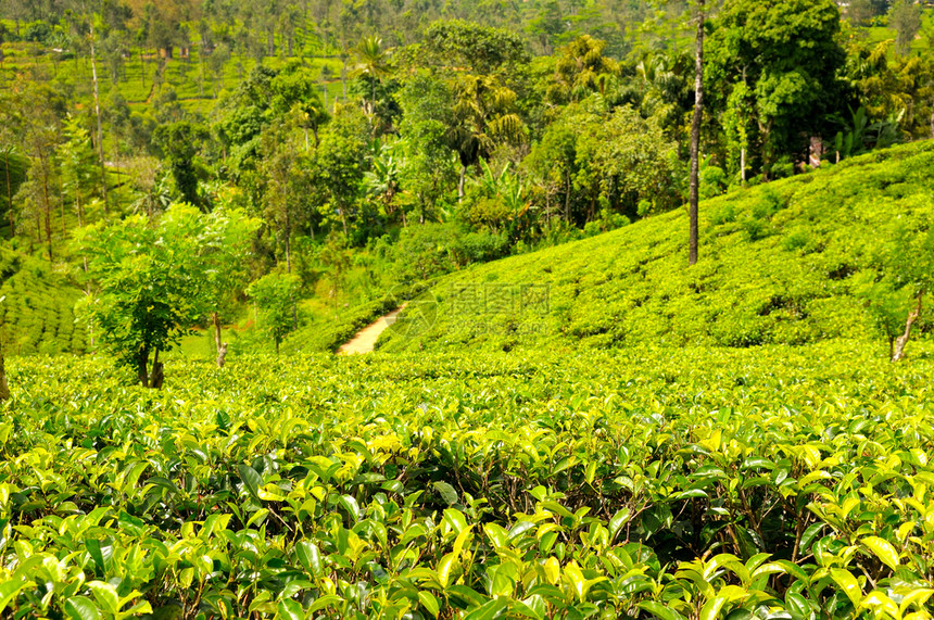 在srilank的茶叶种植园关闭新鲜绿茶叶浅的田地深处聚焦于前景图片