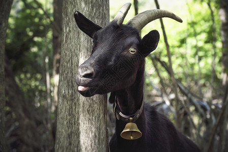 滑稽的黑山羊肖像舌头伸出来钟声响起在森林室外的颈部图片