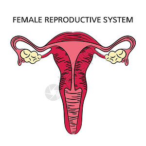 女性生殖系统医学图图片