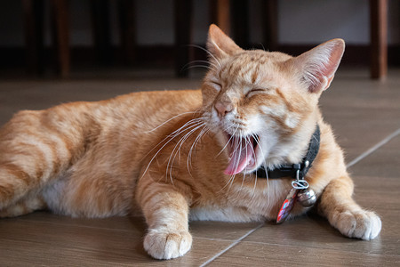 躺在地上的可爱家猫橙色和白的泰式猫背景图片