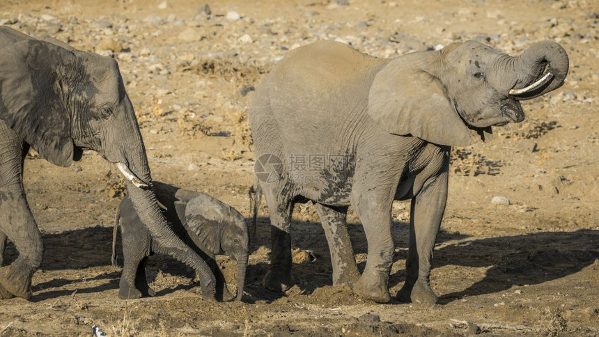 南非洲Kruge公园的非洲灌木大象和可爱小牛大象的非洲家庭图片