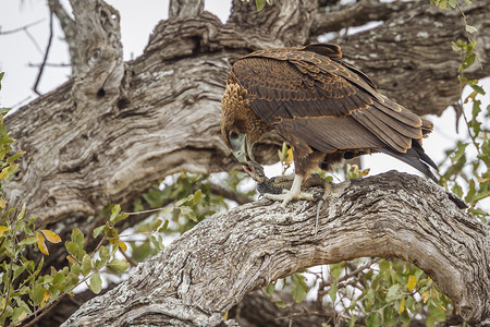巴特勒非洲南部Kruge公园中的蝙蝠鹰背景