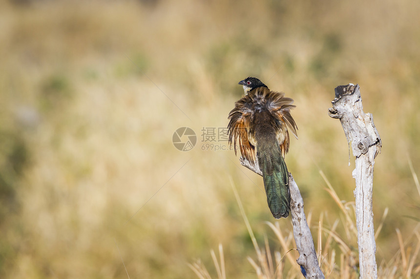 南非克鲁格公园中的褐翅鸦鹃图片