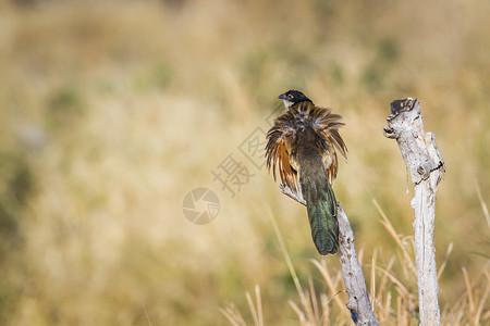 南非克鲁格公园中的褐翅鸦鹃高清图片
