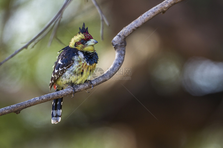 在非洲南部的红黄拟啄木鸟图片