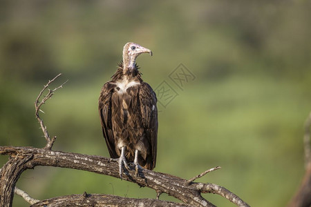 在非洲南部的肉垂秃鹫高清图片