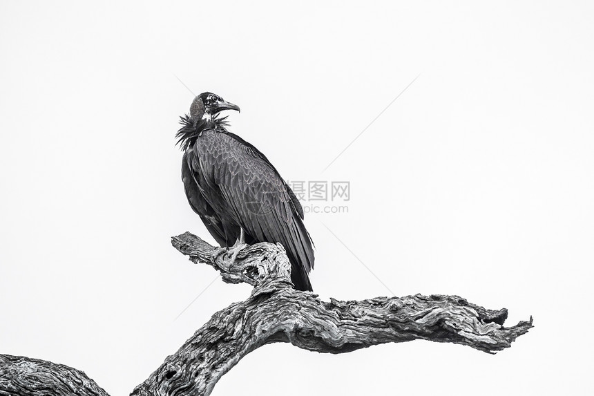 在非洲南部的Kruge公园被黑白孤立非洲南部的Kruge公园被蒙上头罩的秃鹫幼崽非洲南部的Kruge公园被蒙上面罩的秃鹫图片