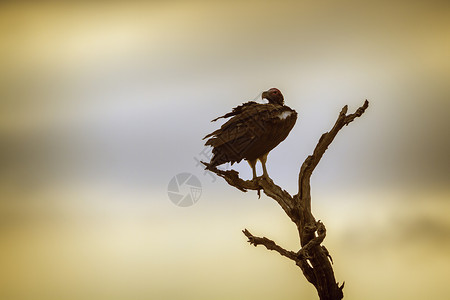 在南部非洲的Kruge公园中木偶面对秃鹫图片