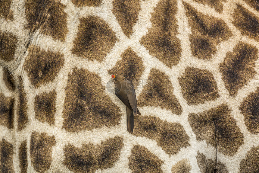 南非洲Kruge公园长颈鹿皮肤中的红牛非洲南部Kruge公园中的红牛皮非洲南部Girafde的Spcigrafcomerlpad图片