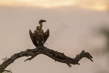 南部非洲Kruge公园黎明时分白背着秃鹫的围在死角南部非洲Kruge公园白背着秃鹫围在上南部非洲Kruge公园白背着秃鹫背景图片