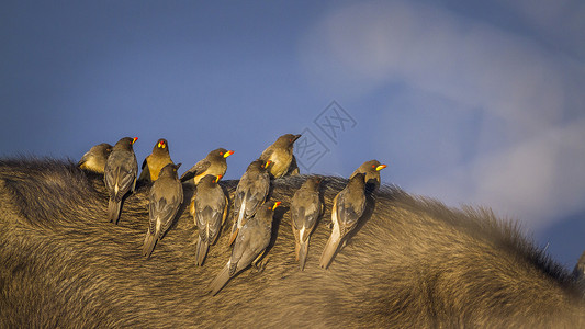 南非洲红嘴牛椋鸟图片