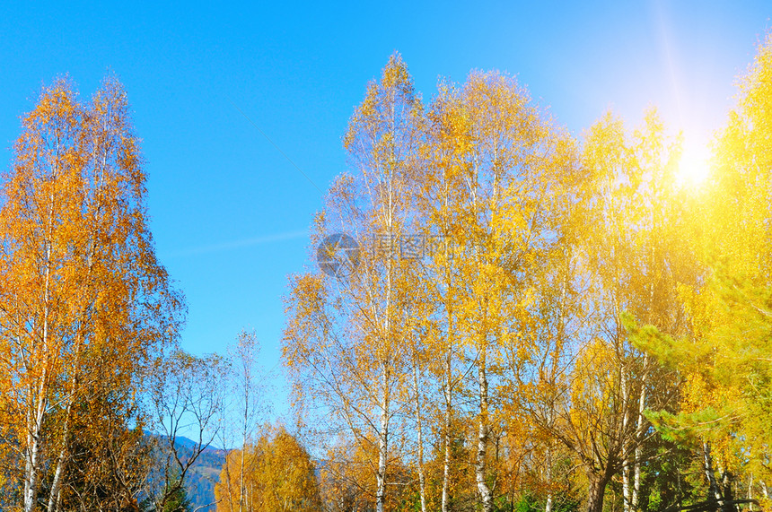 秋天风景和阳光下美丽的有色树户外和大自然图片
