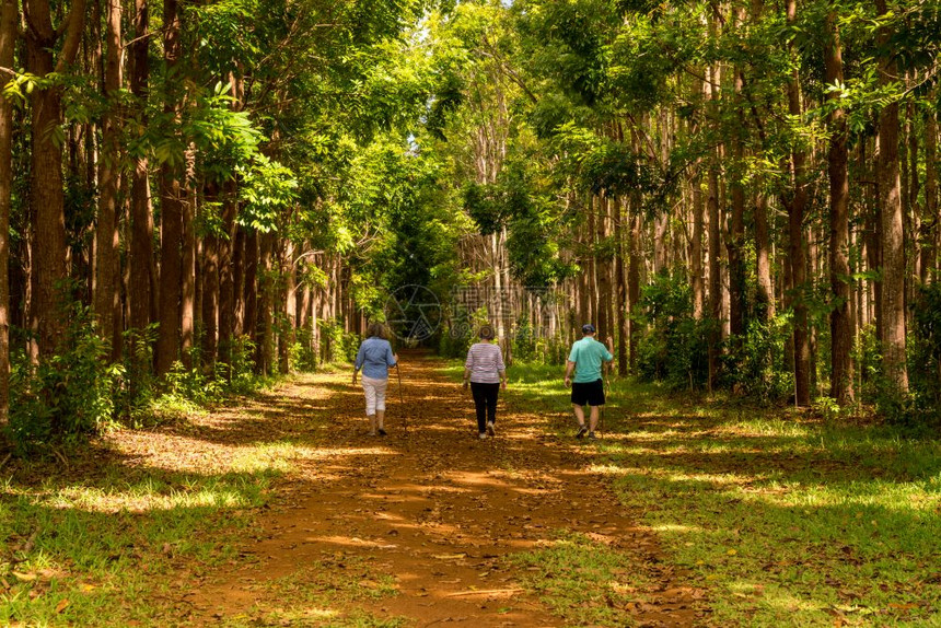 高龄成人走在waiko环行道上或走在通过KauiHwus的红树种植场长途小径上徒们走在KauiHw和Kou的红树种植园和waik图片