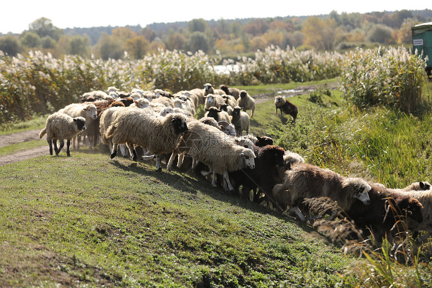 一群羊在田野上放牧图片