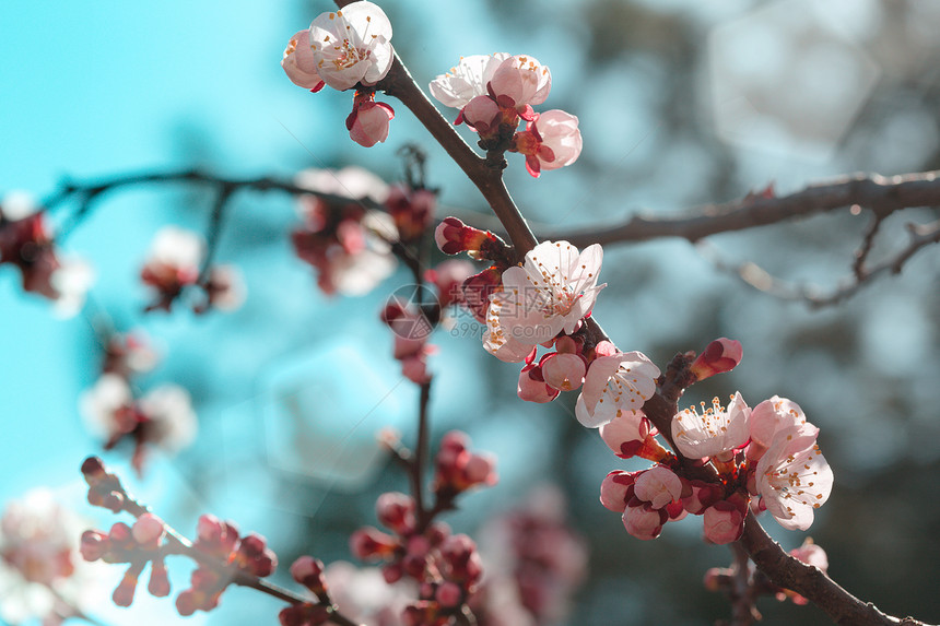 带花芽的杏子树春花背景图片