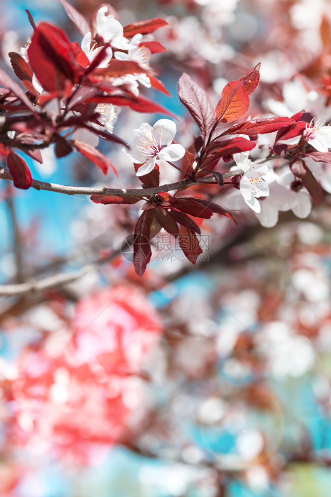 树枝花芽和鲜春天卉背景图片
