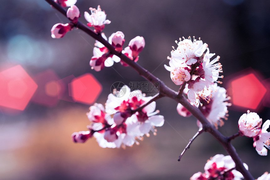 带花芽的杏子树春花背景图片