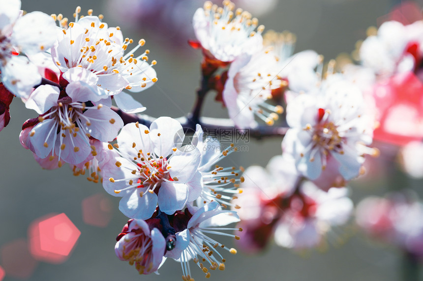带花芽的杏子树春花背景图片