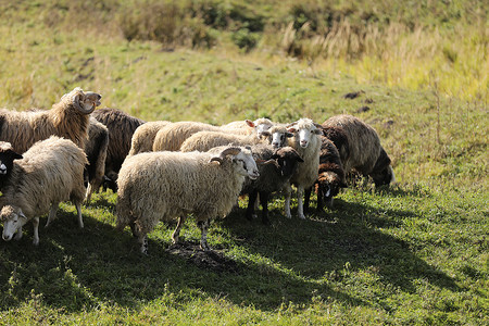 一群羊在田野绿草上放牧图片