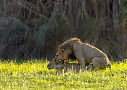 在非洲阿姆贝塞利公园交配的狮子高清图片