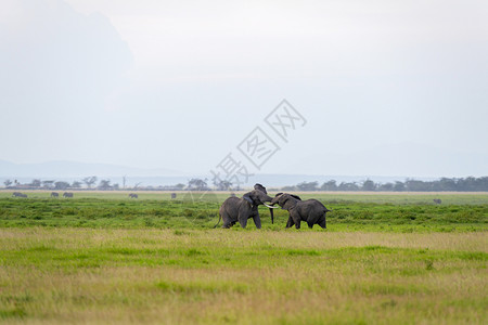 大象战斗非洲兰博塞利公园图片