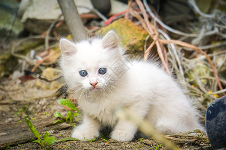 小眼睛猫可爱的白色小猫咪蓝眼睛户外土耳其的阿哥拉背景