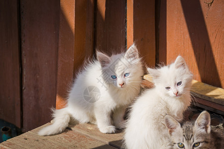 五阿哥可爱的白色小猫咪蓝眼睛户外土耳其的阿哥拉背景