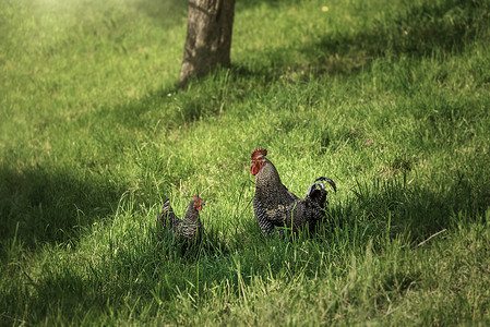 白公鸡和母在阳光高草中自由放牧图片