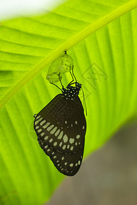 普通乌鸦蝴蝶从印地安那的克赖萨利山里出来图片