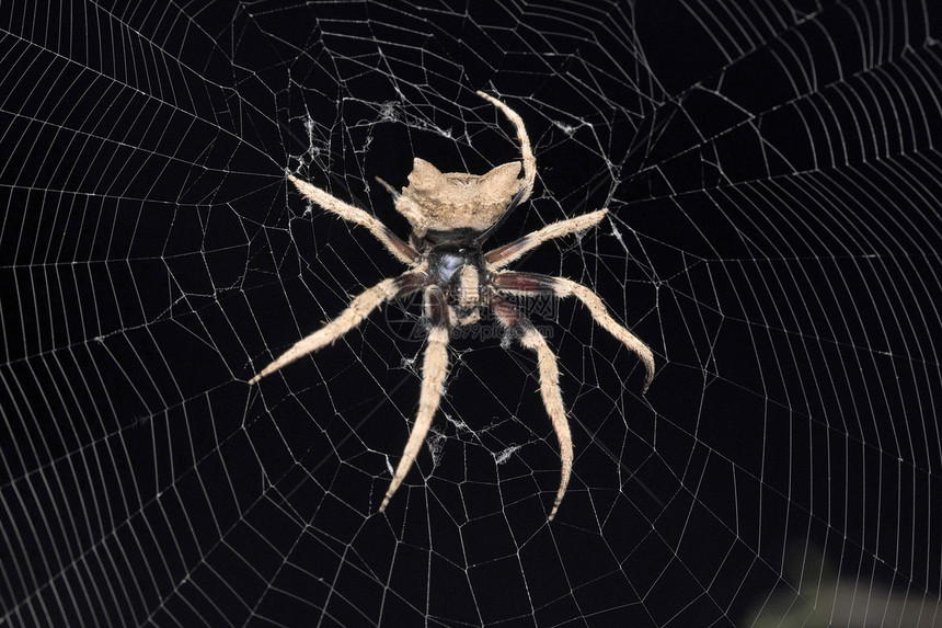 树桩蜘蛛冰球阿兰尼达罗南萨塔拉马哈施特因迪亚图片