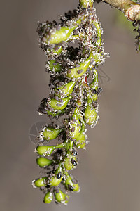 印度马哈拉施特拉邦普纳黑胶菌上的蚜虫高清图片