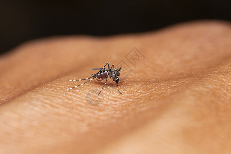 疟疾登革热载体女食虫蚊子叮咬背景
