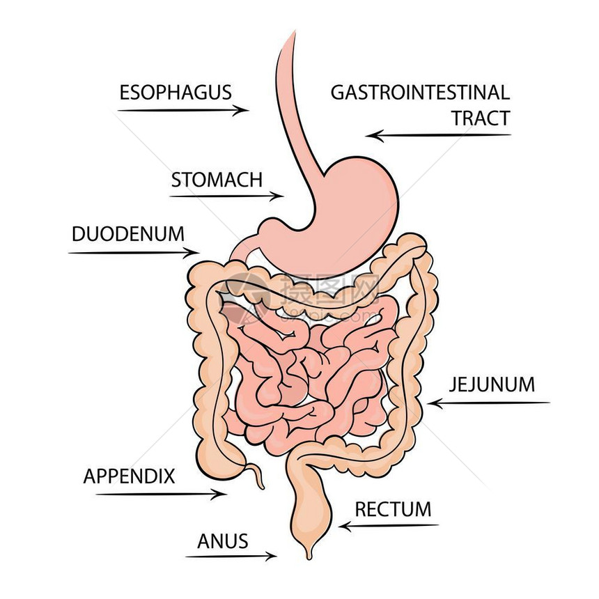 胃肠道消化系统疾病图片