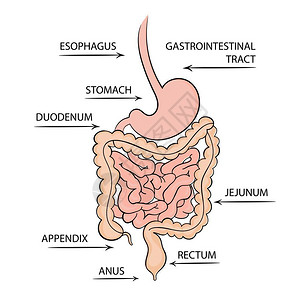代谢系统胃肠道消化系统疾病插画