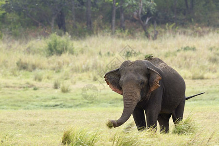 阿西埃努大象dasie背景