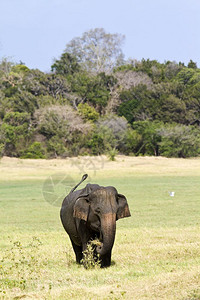 阿西埃努大象dasie背景