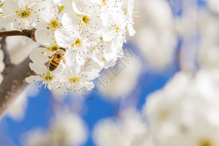 蜂蜜树蜜蜂采摘花粉从开的树芽背景