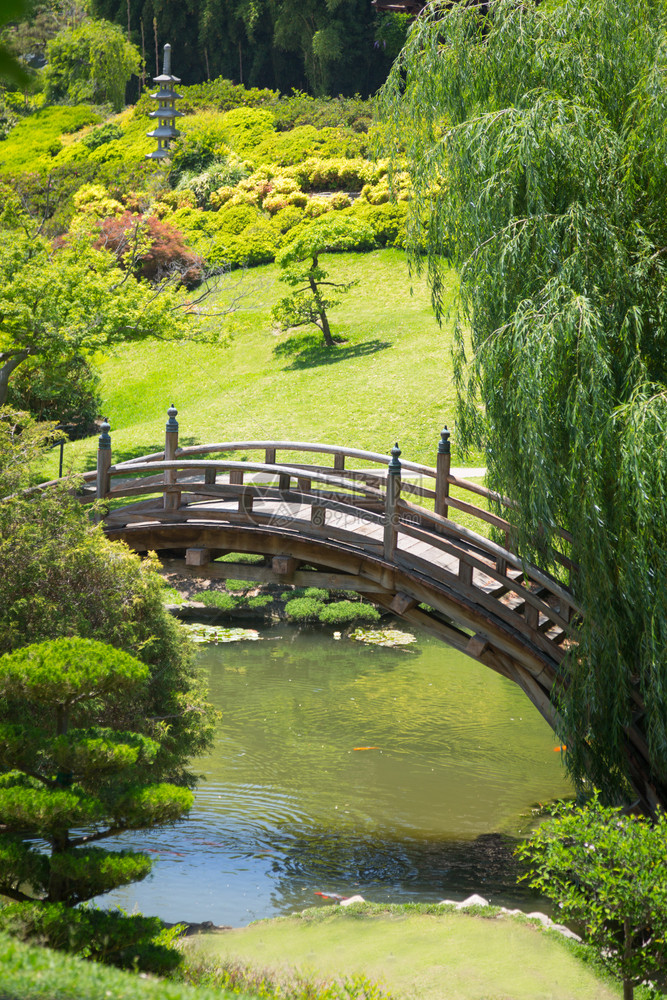 美丽的日本花园有池塘和桥图片